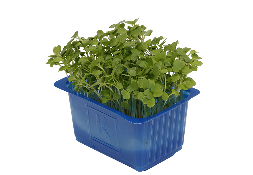 X Rucola Cress Single