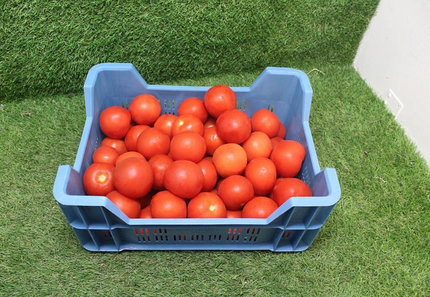 Tomaten B