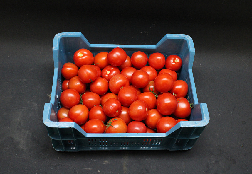 Tomaten Klasse II