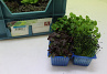 X Sakura Cress ® Mix