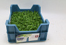 X  Borage Cress