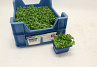 X Daikon Cress®