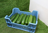 Courgettes KL. II  14 st.