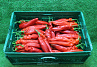 Paprika Punt Rood Supers